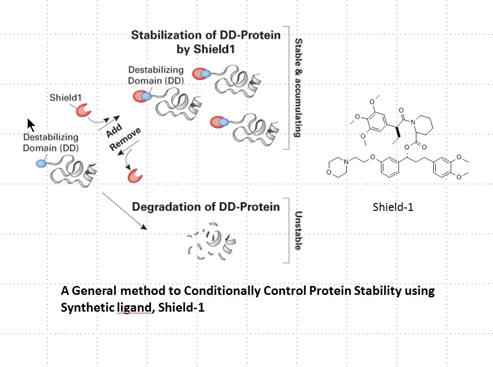 1039988986_vm5LnDWa_Stabilization_of_DD_protein_by_Aqua_Shield_1_and_Shield_1.jpg